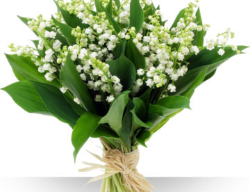 Morlighem muguet